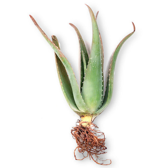Penca De Maguey por Pieza – Kenko Foods