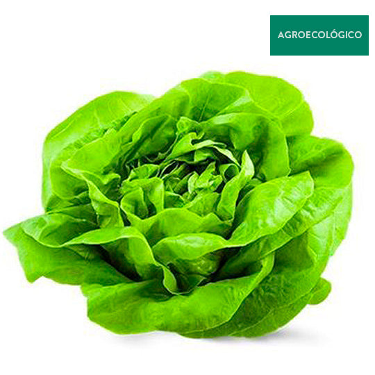 Lechuga Francesa Agroecológica Por Pieza