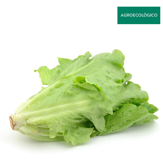 Lechuga Italiana Agroecológica Por Pieza