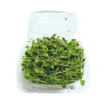 Cargar imagen en el visor de la galería, Brotes de Brócoli Domo 50 g