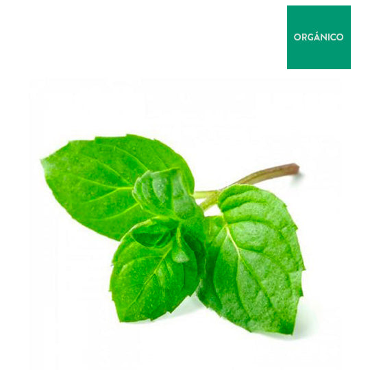 Menta Orgánica, Manojo