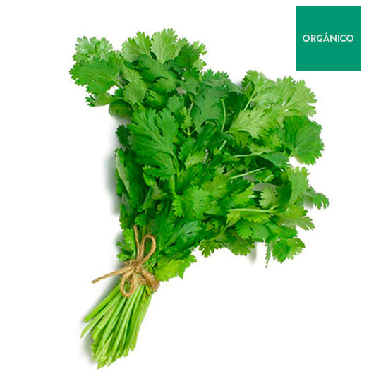 Cilantro Orgánico, Manojo