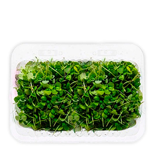 Brote de Cilantro Domo 50 g