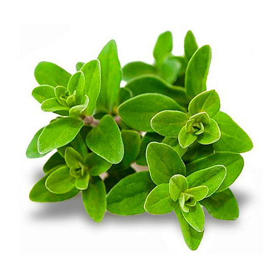Mejorana 100 g