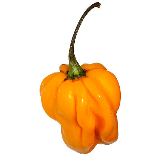 Chile Manzano 500 g