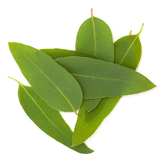 Eucalipto 200 g