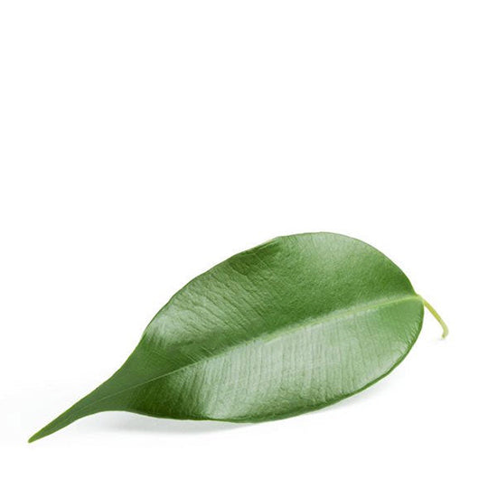Hoja de Naranja 100 g