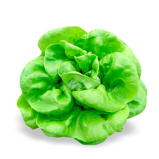 Lechuga Mantequilla Por Pieza