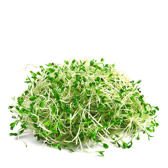 Alfalfa 1 pieza